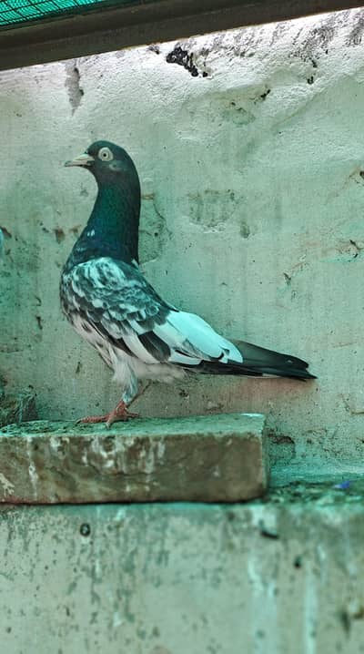 ROYAL TADDY Pair