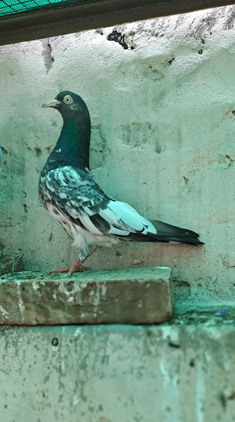 ROYAL TADDY Pair — photo 5