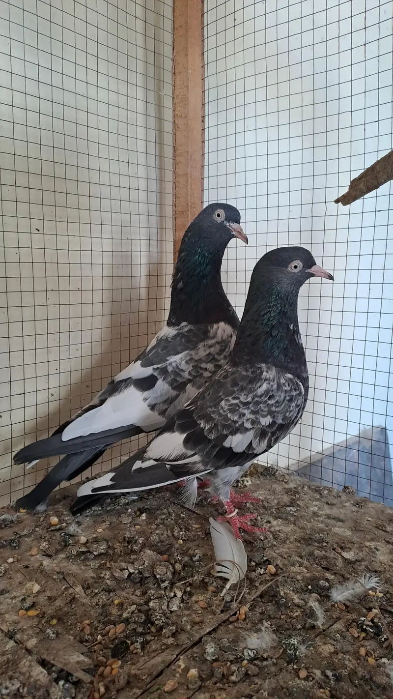 ROYAL TADDY Pair — photo 2
