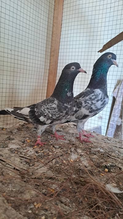 ROYAL TADDY Pair