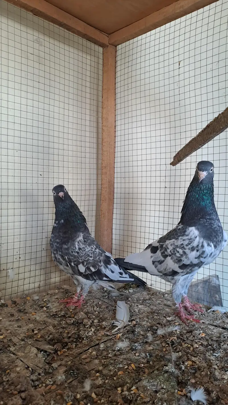 ROYAL TADDY Pair — photo 4