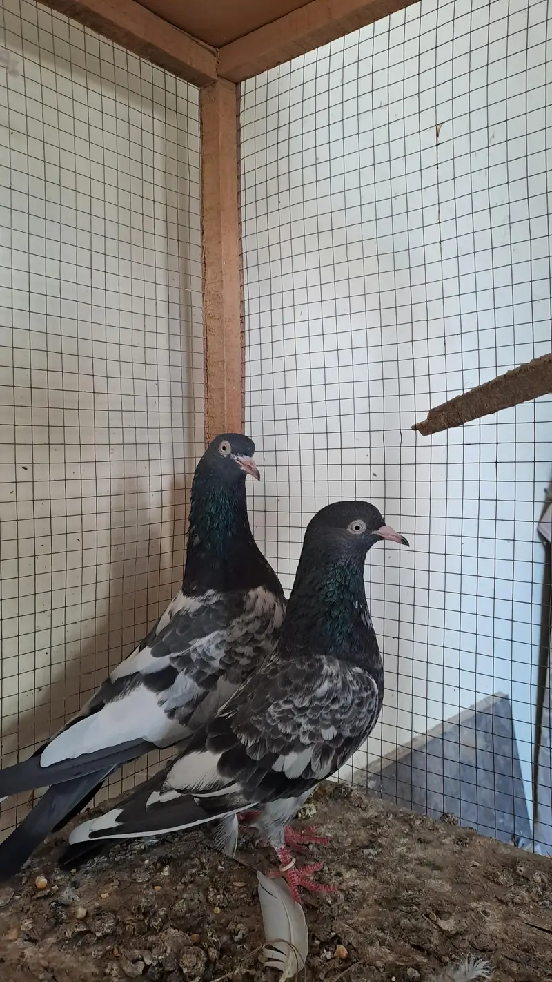 ROYAL TADDY Pair — photo 6