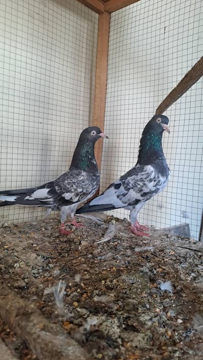 ROYAL TADDY Pair