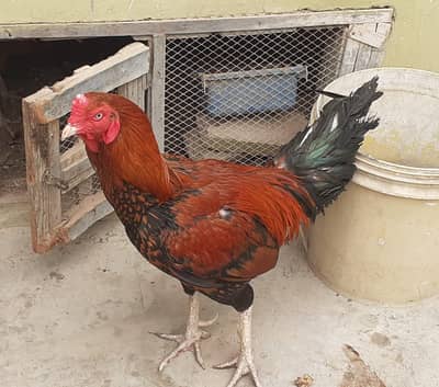 Aseel pair For sale.