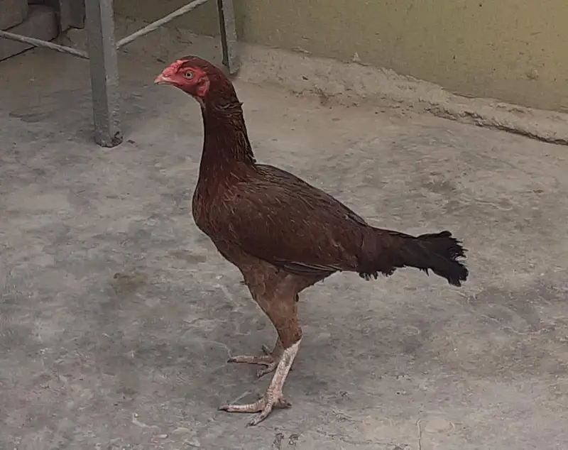 Aseel pair For sale. — photo 2