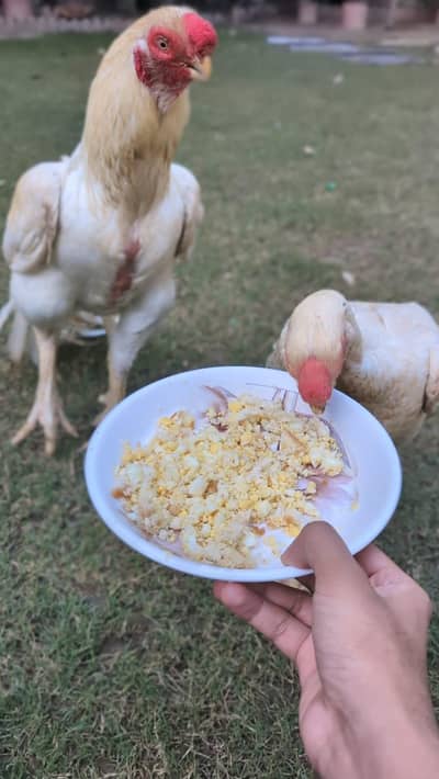 Indian Parrot beak  | Top Quality Pair | Imported Bloodline | CoinHead