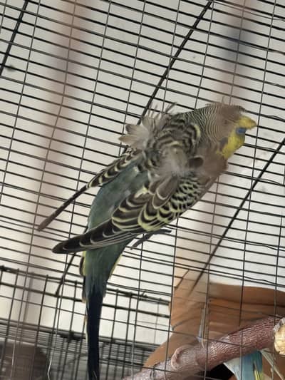 Hogo Double flower Male and Split black face female