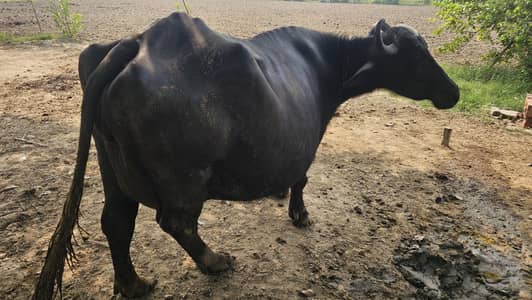 Buffalos for sale
