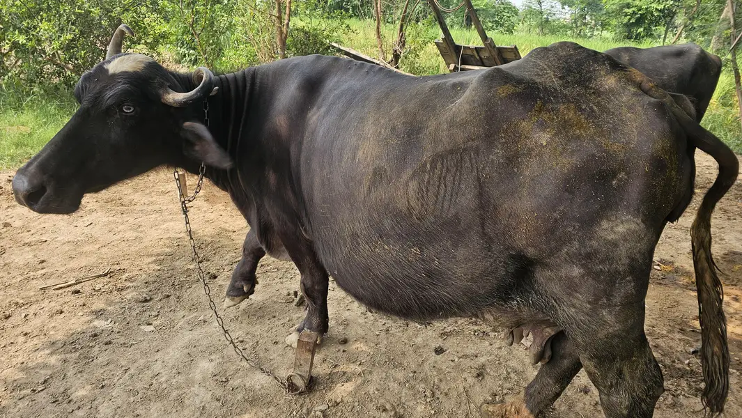 Buffalos for sale — photo 3