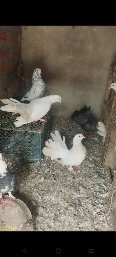 Laky and Sherazi for sale all setup
