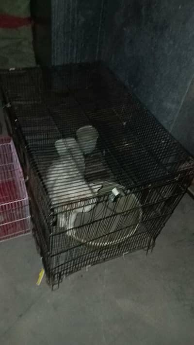 cat for Sale