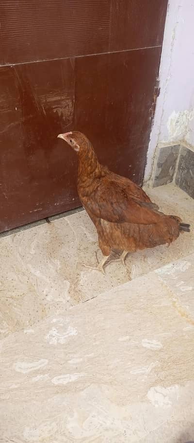 Healthy Chickens pair for Sale
