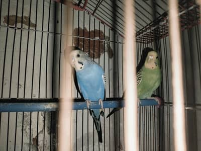 Blue into Green Budgie beautiful pair