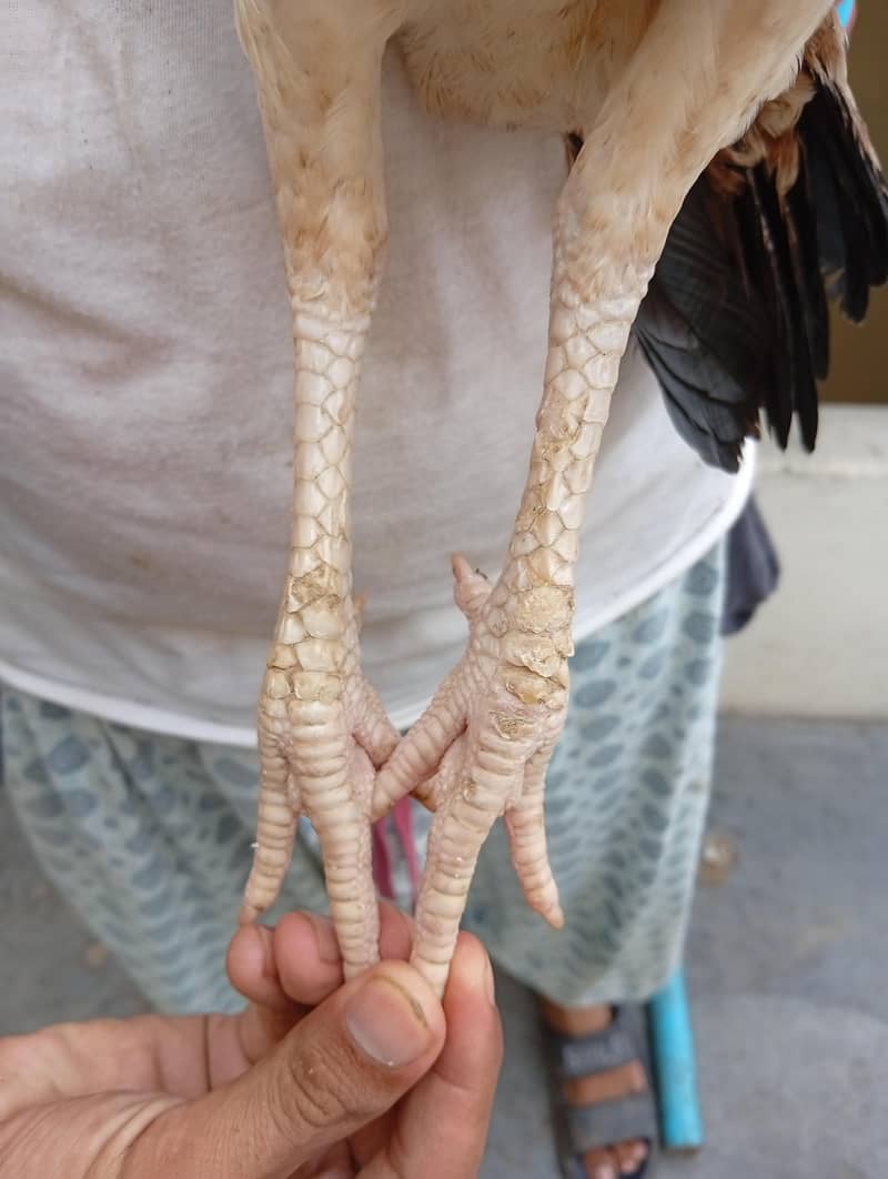 aseel pair 3