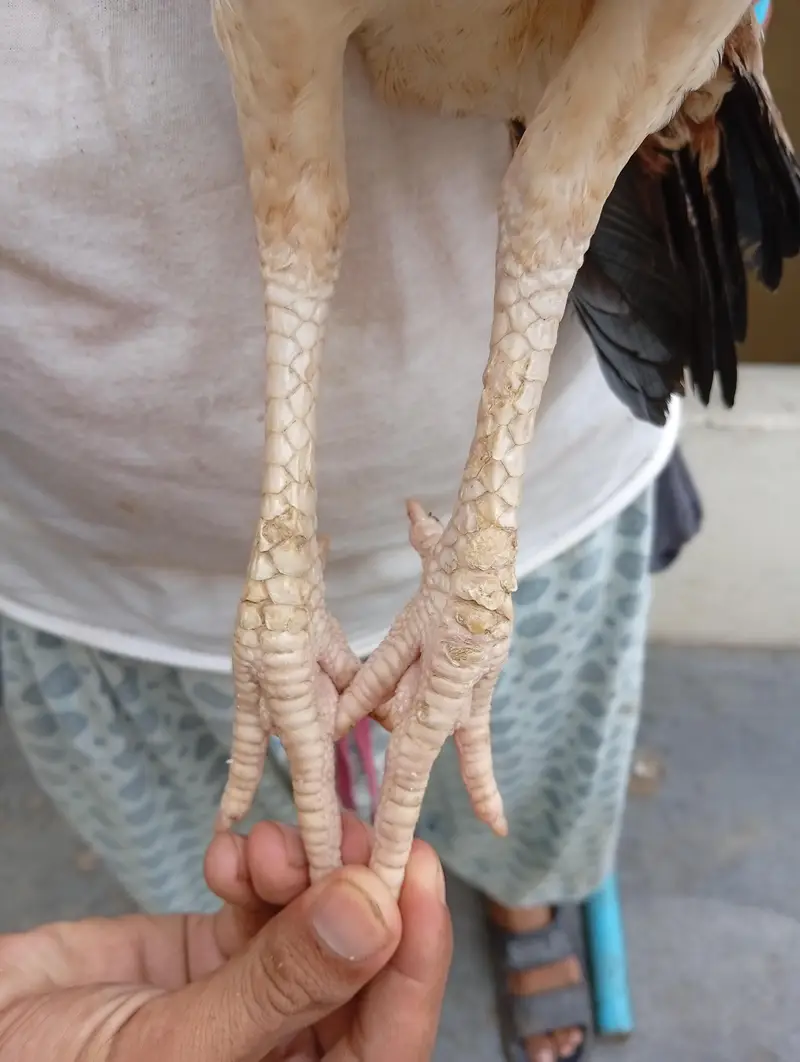 aseel pair — photo 4