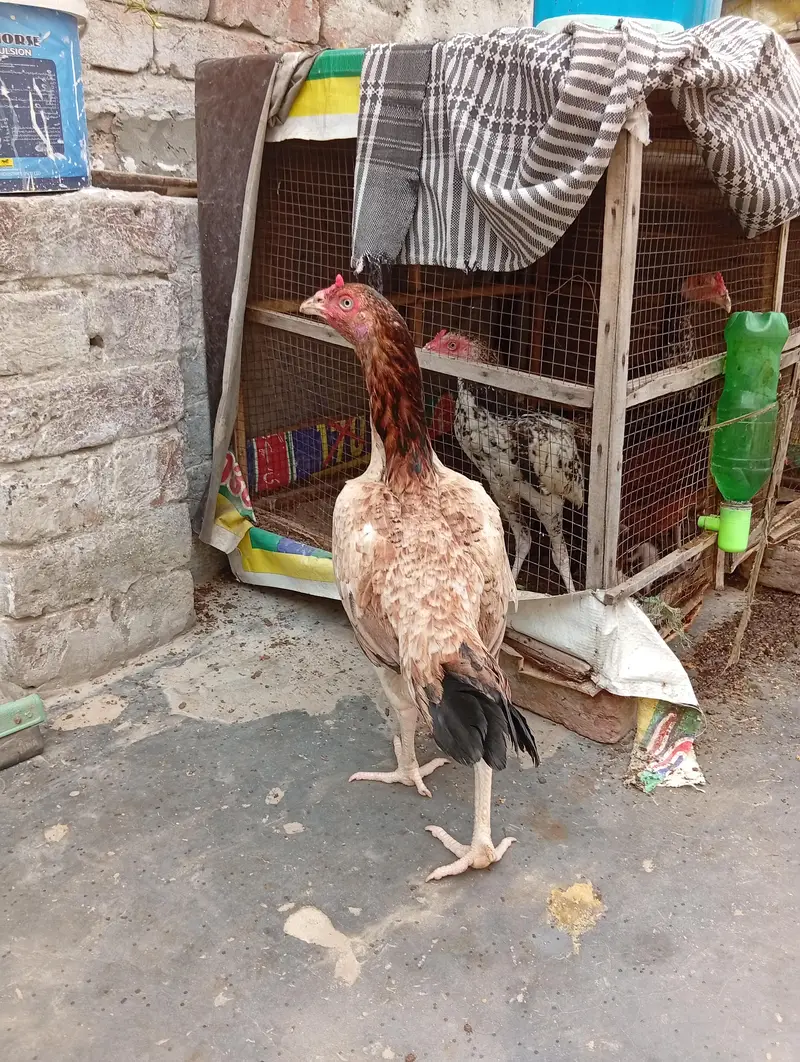 aseel pair — photo 5