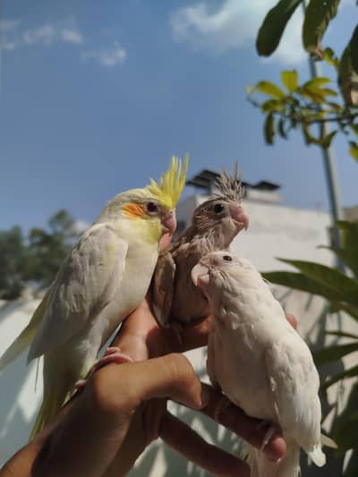 HomeBreed Quality Handtamed Cocktails Available