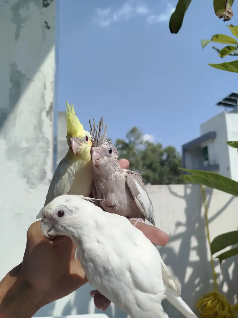 HomeBreed Quality Handtamed Cocktails Available — photo 4