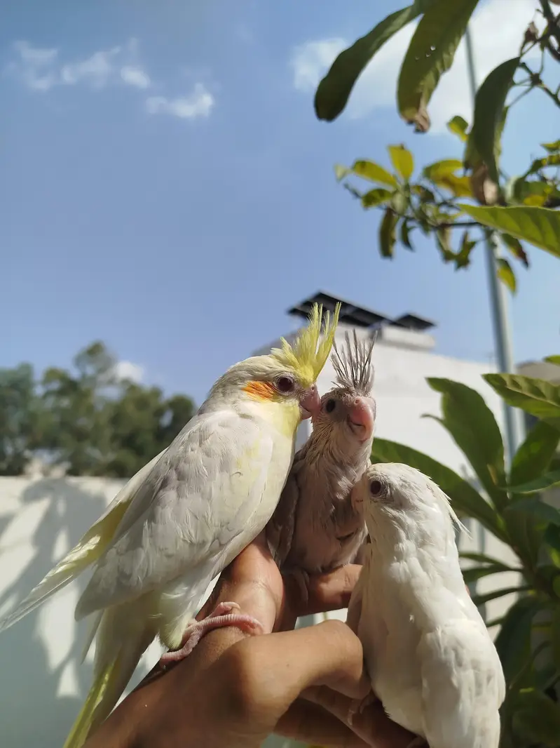 HomeBreed Quality Handtamed Cocktails Available — photo 5