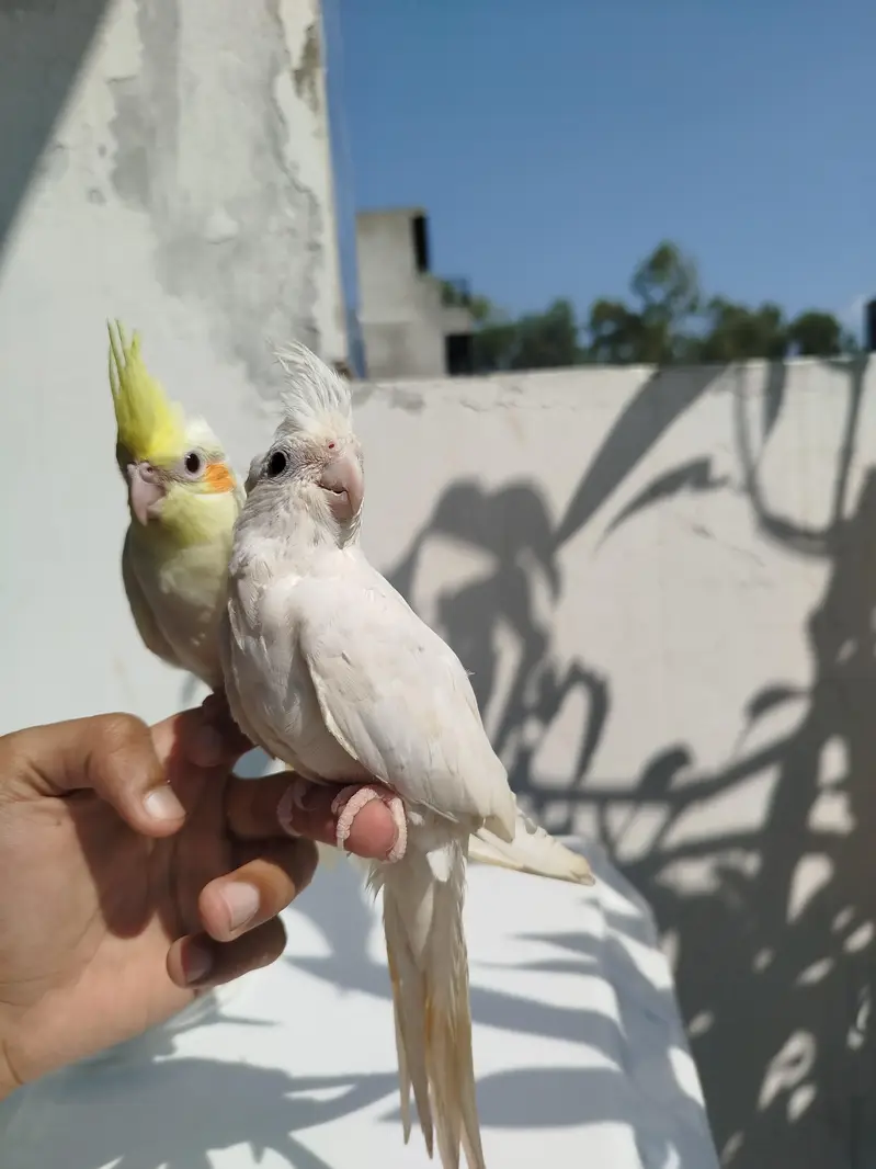HomeBreed Quality Handtamed Cocktails Available — photo 7