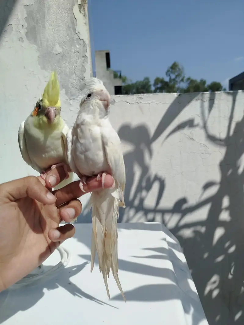 HomeBreed Quality Handtamed Cocktails Available — photo 8