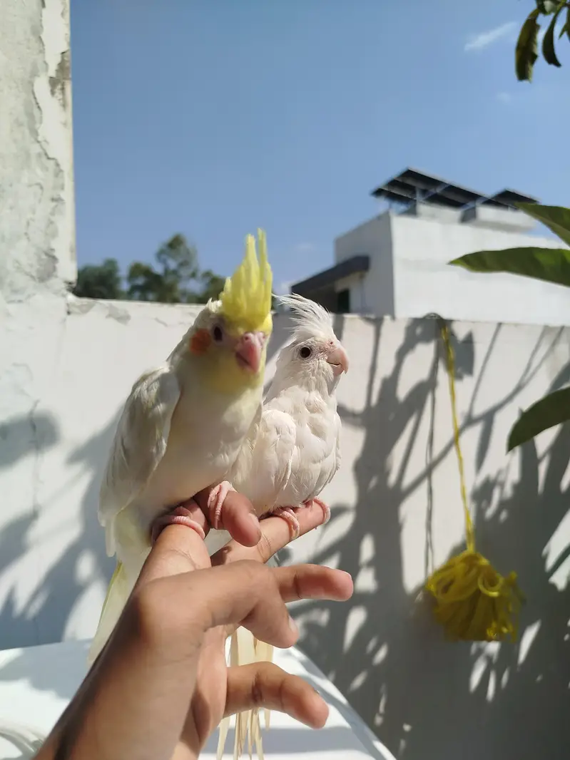 HomeBreed Quality Handtamed Cocktails Available — photo 9