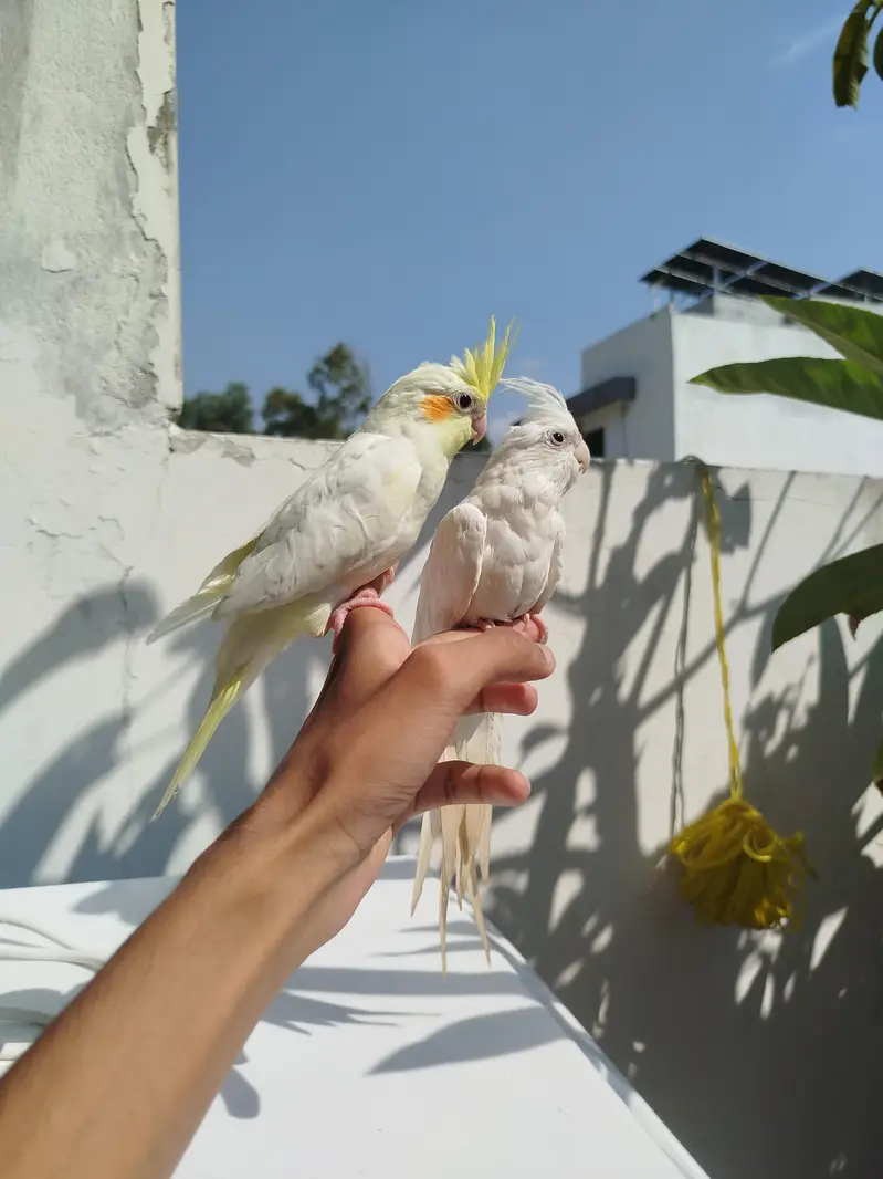 HomeBreed Quality Handtamed Cocktails Available — photo 10