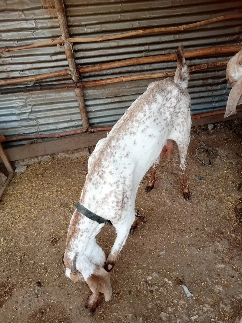 makki cheeni female — photo 2