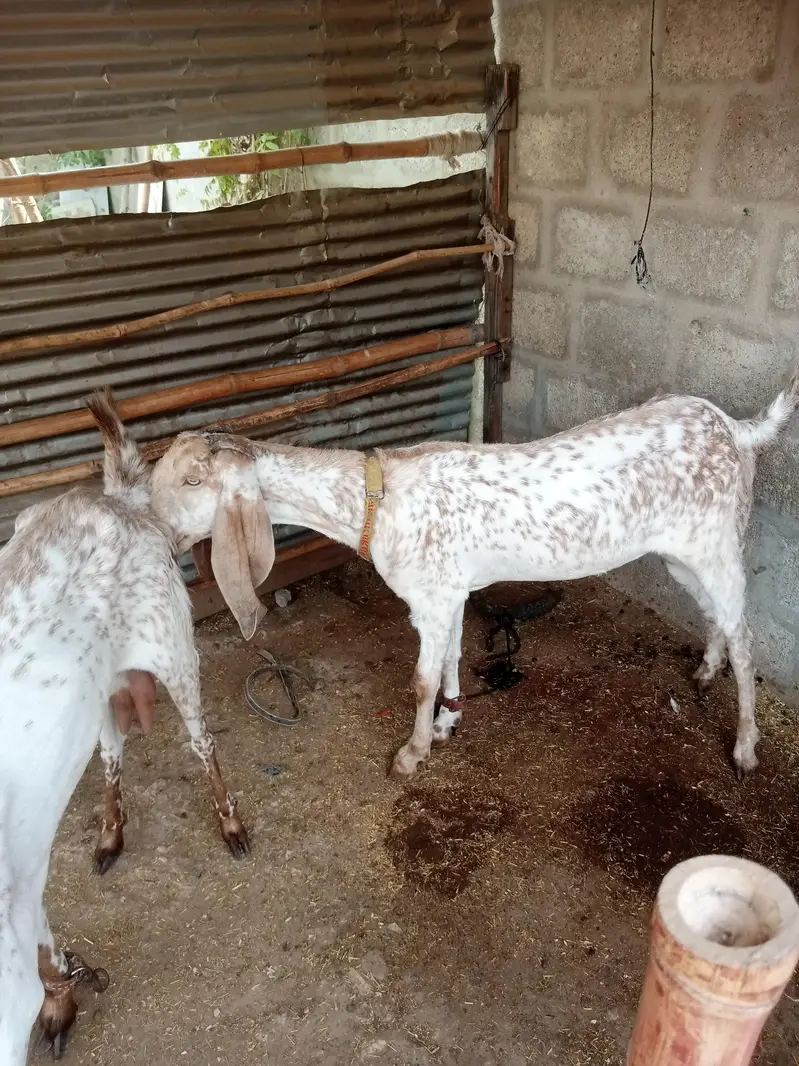 makki cheeni female — photo 3