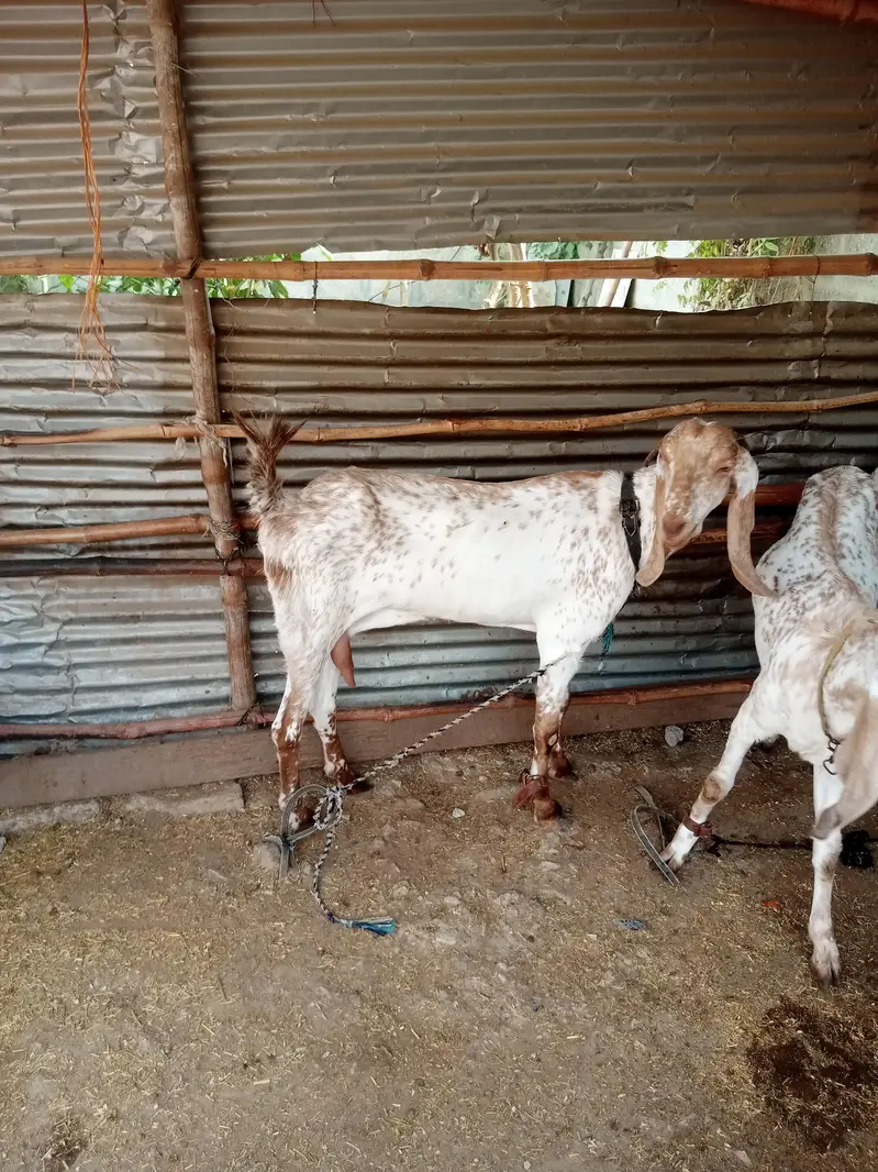 makki cheeni female — photo 4