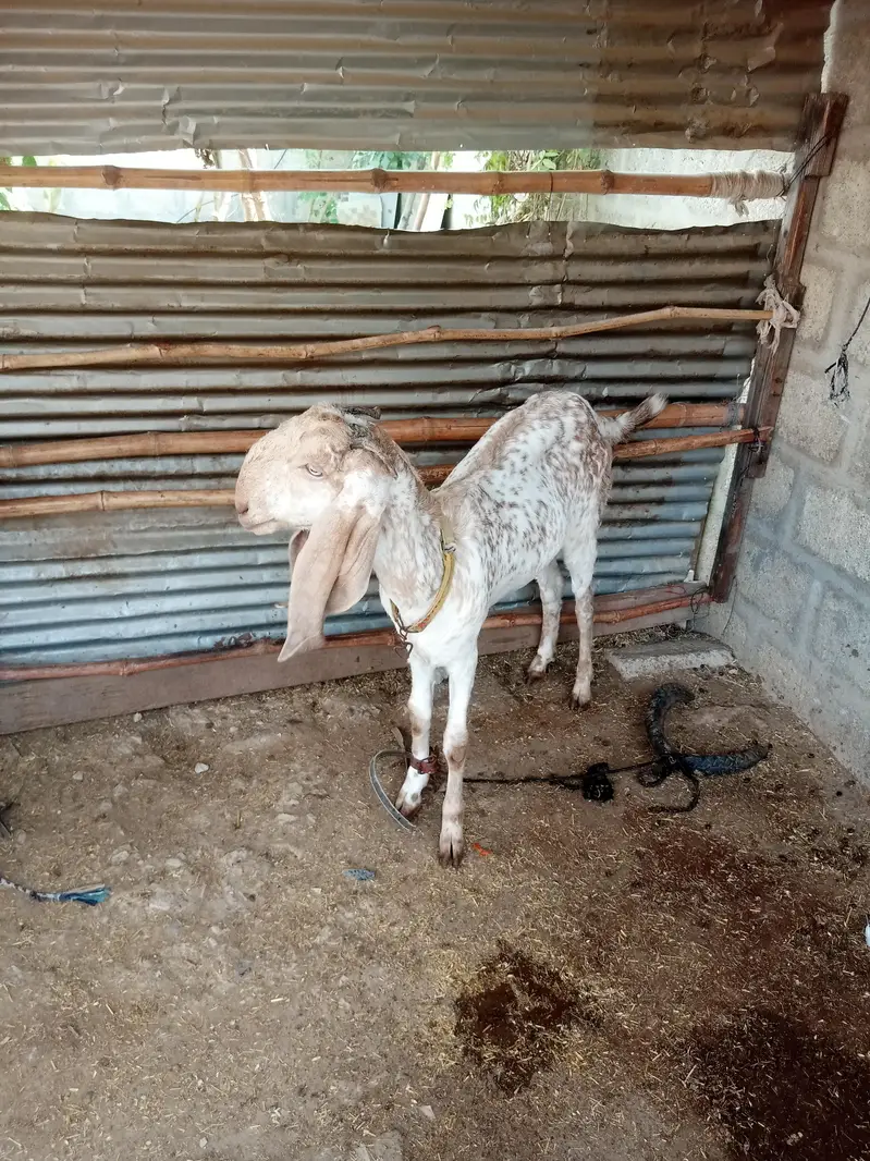 makki cheeni female — photo 5