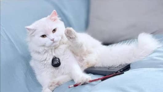 Person cat for sale