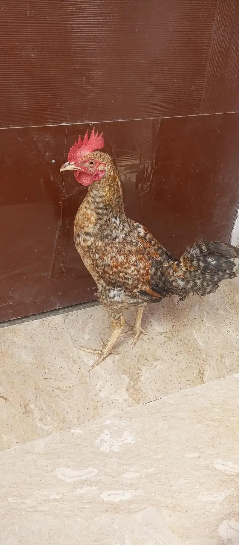 Healthy Chickens pair for Sale — photo 2