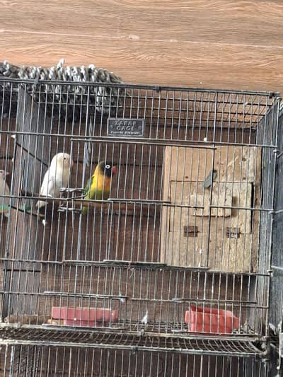 Two Females Lovebirds