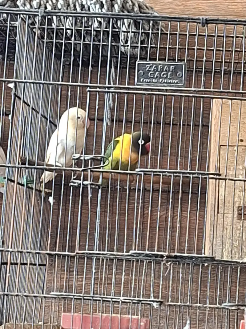 Two Females Lovebirds — photo 2