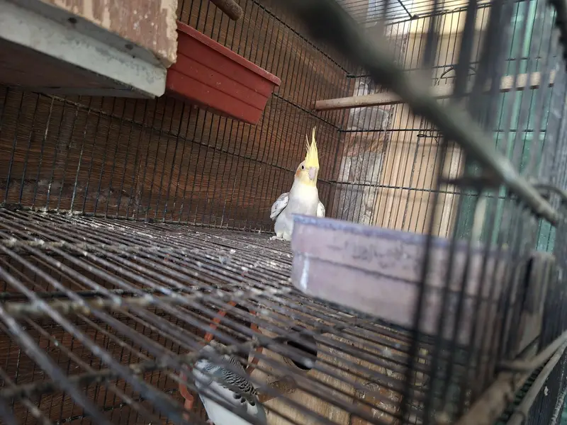 Two Females Lovebirds — photo 3
