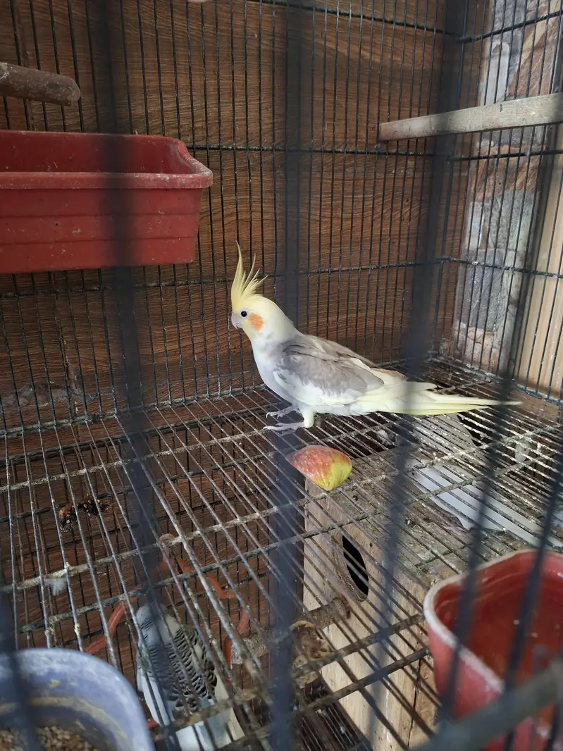 Two Females Lovebirds — photo 4