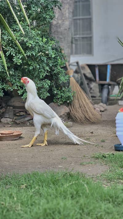 Indian Parrot beak  | Top Quality Pair | Imported Bloodline | CoinHead