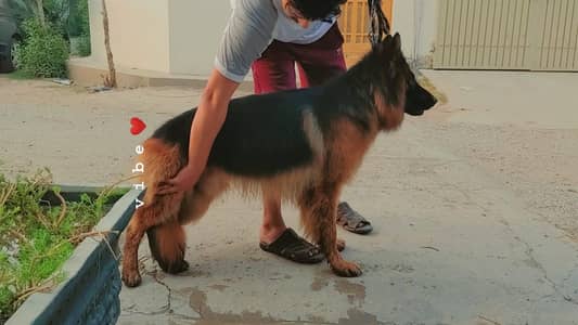 lonG coat Male