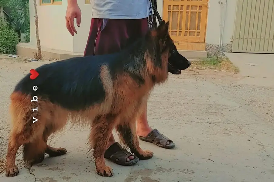 lonG coat Male — photo 2