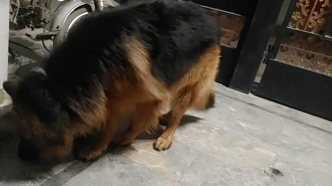 lonG coat Male — photo 4