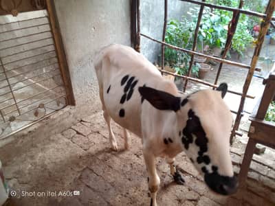 cow for sale