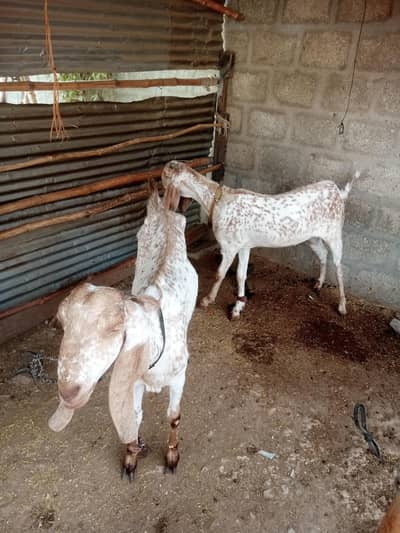 makki cheeni female