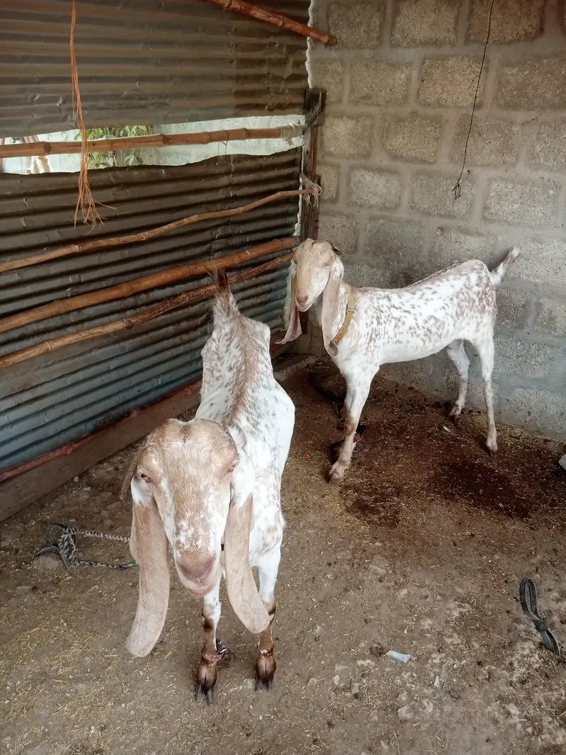makki cheeni female — photo 2