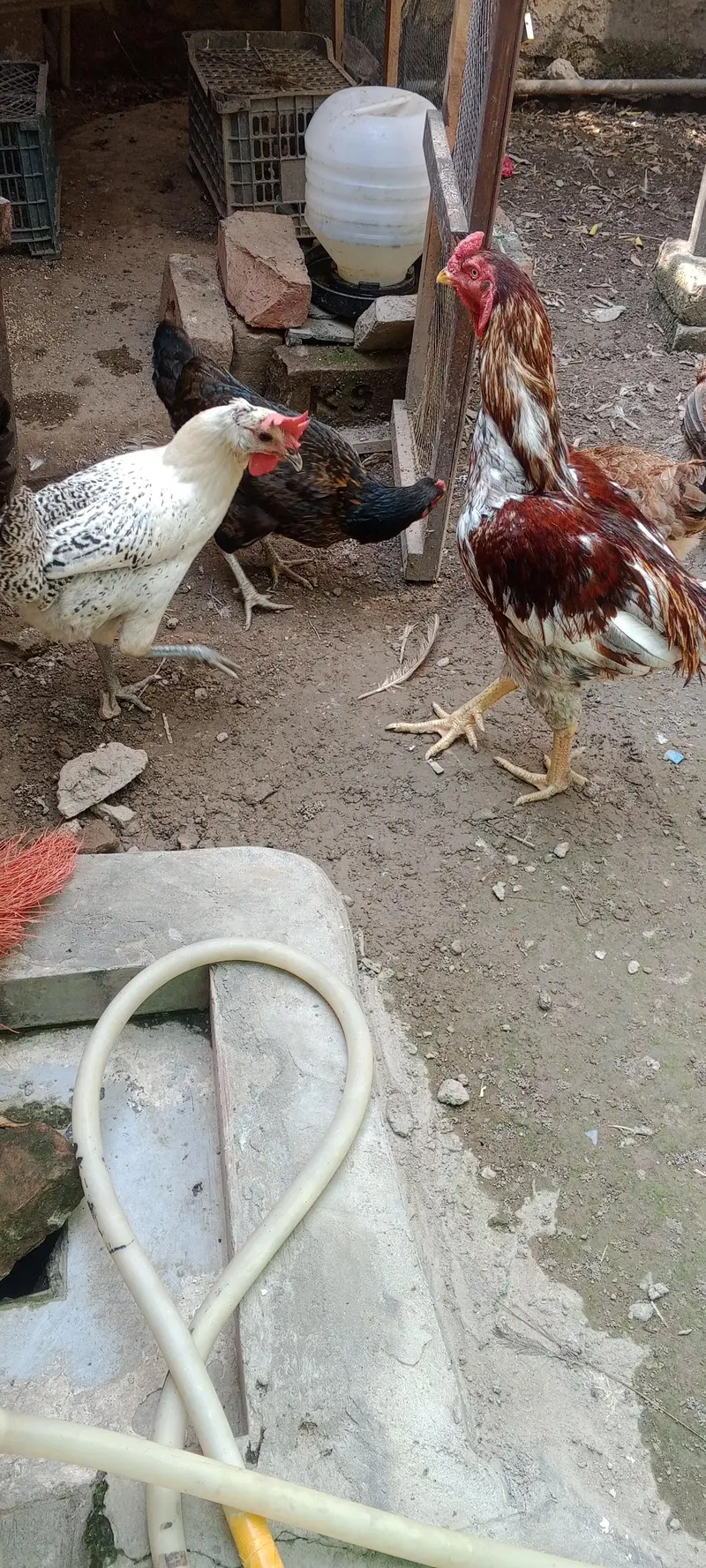 5 murghian and 1 murgha — photo 2