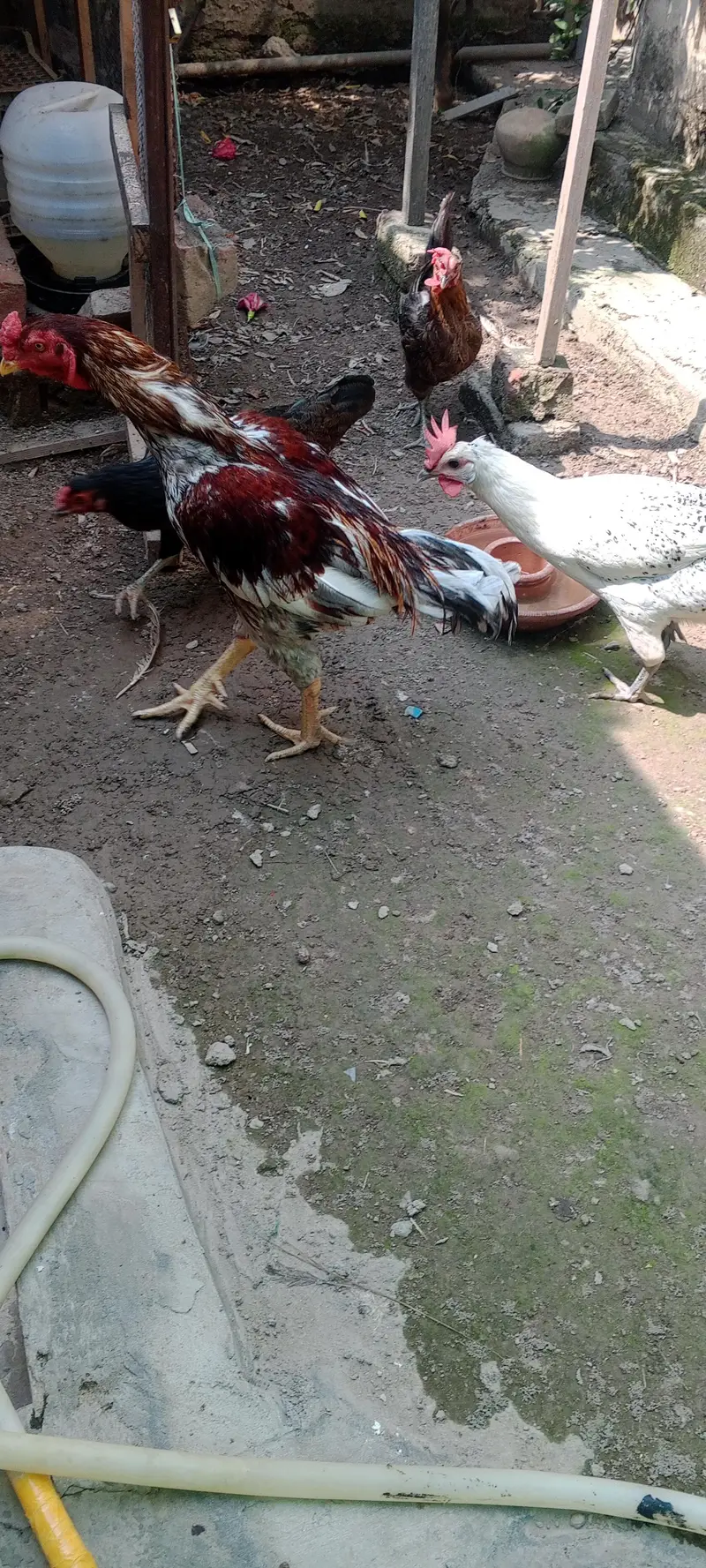 5 murghian and 1 murgha — photo 3