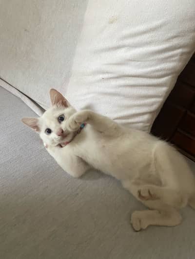  2 Months Old Tame & Family-Friendly Kitten for Sale