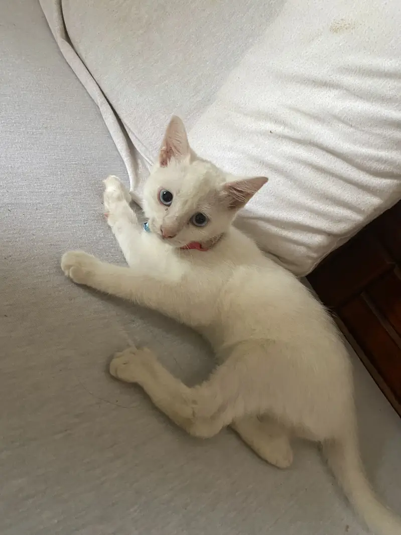  2 Months Old Tame & Family-Friendly Kitten for Sale — photo 2