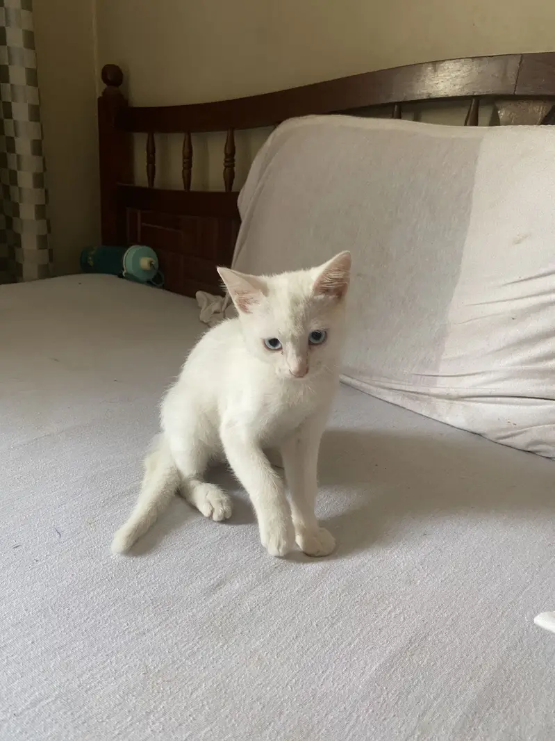  2 Months Old Tame & Family-Friendly Kitten for Sale — photo 3