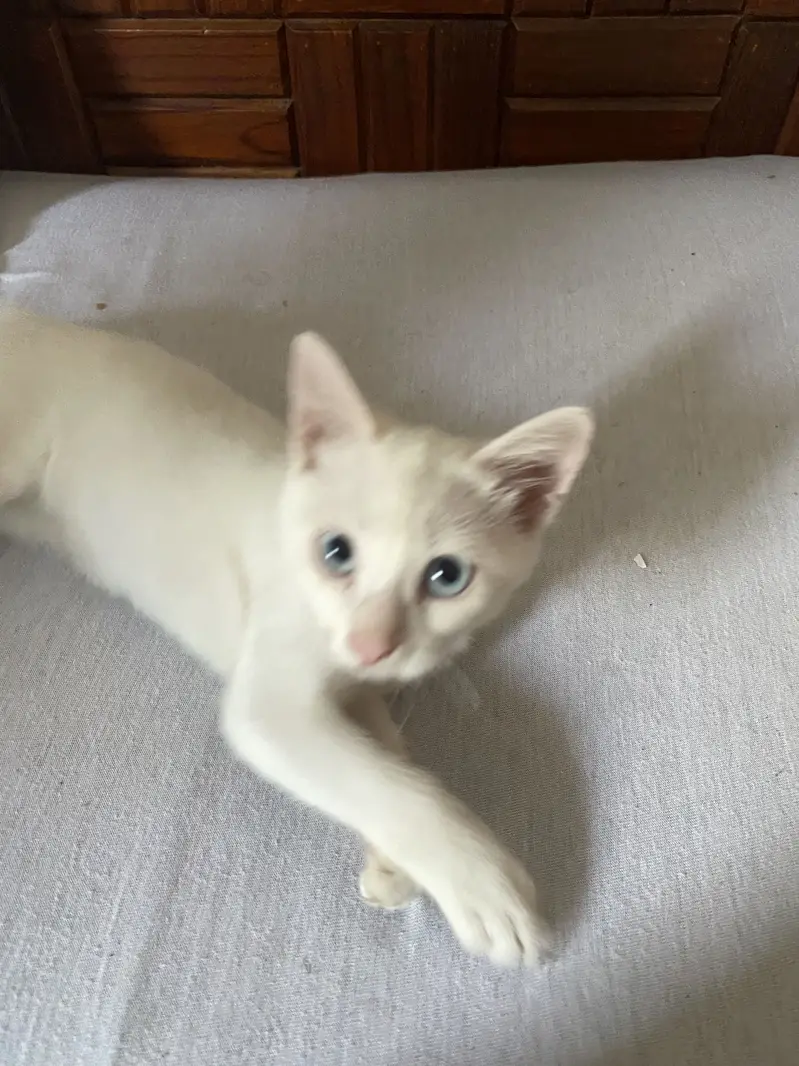  2 Months Old Tame & Family-Friendly Kitten for Sale — photo 4